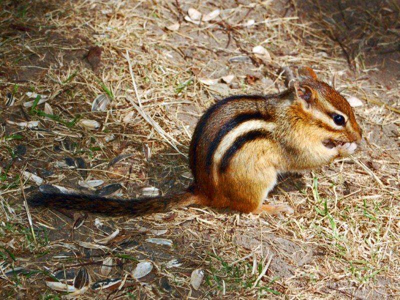 Scoiattoli canadesi - da identificare